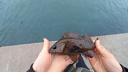 ガヤの釣果