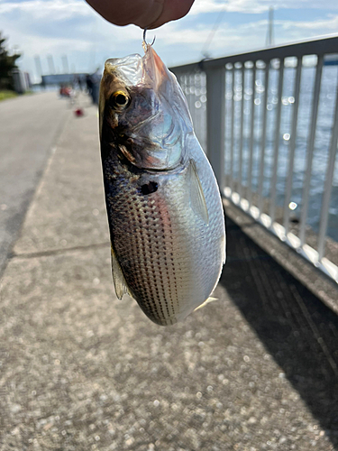 コノシロの釣果