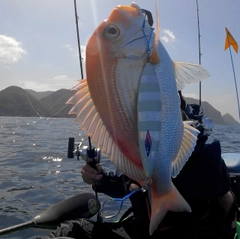 レンコダイの釣果