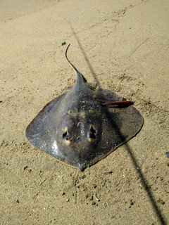 アカエイの釣果