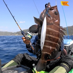 マハタモドキの釣果