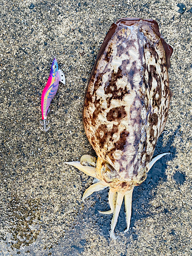 コウイカの釣果