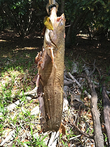 ナマズの釣果