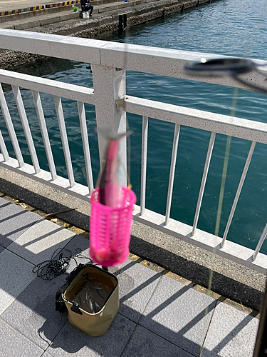 イワシの釣果