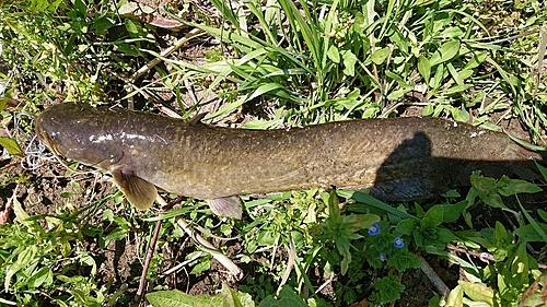 ナマズの釣果