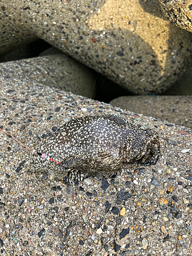 釣果