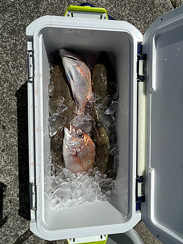 マダイの釣果