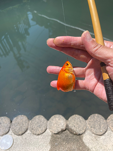 キンギョの釣果