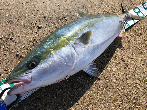 ブリの釣果