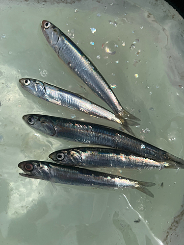 カタクチイワシの釣果