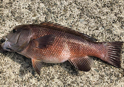 カンダイの釣果