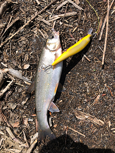 ウグイの釣果