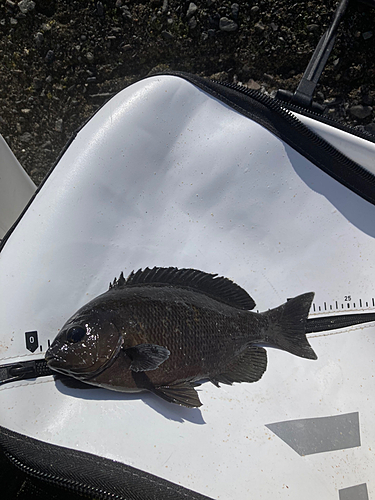 メジナの釣果