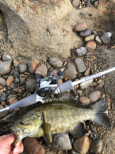 スモールマウスバスの釣果