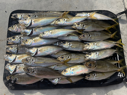 アジの釣果