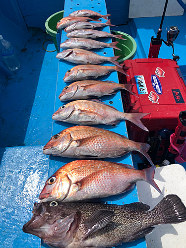 マダイの釣果