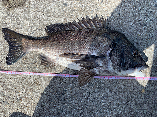 クロダイの釣果