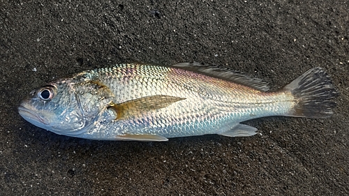 イシモチの釣果