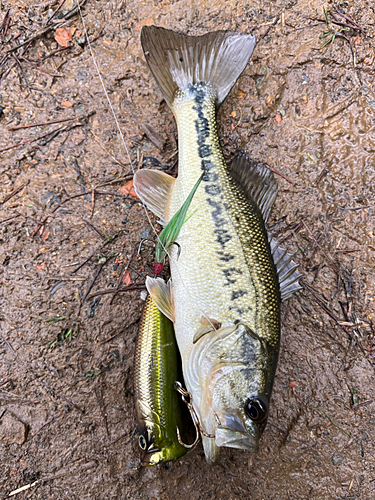 ブラックバスの釣果