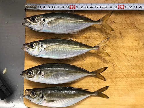 アジの釣果