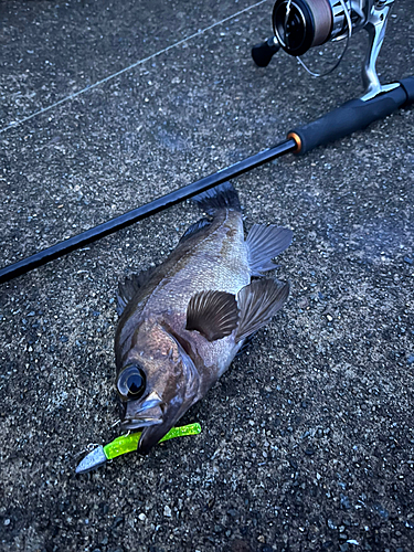 メバルの釣果