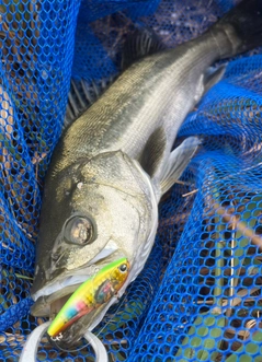 シーバスの釣果