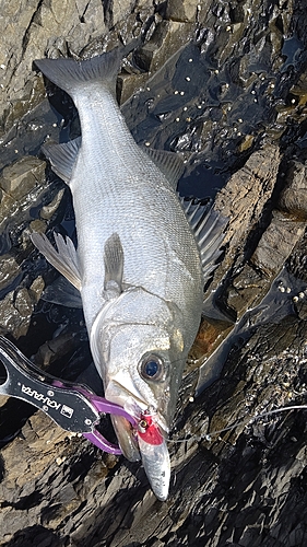 ヒラスズキの釣果