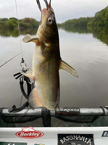 アメリカナマズの釣果