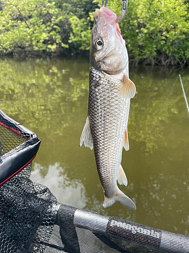 ニゴイの釣果