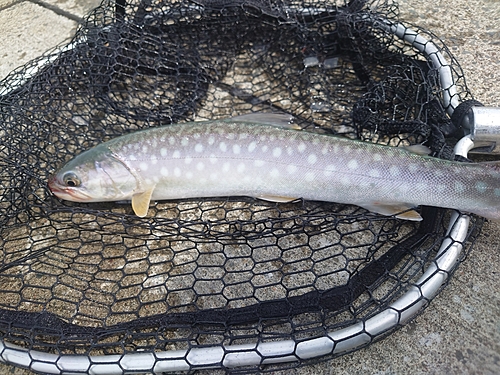 アメマスの釣果