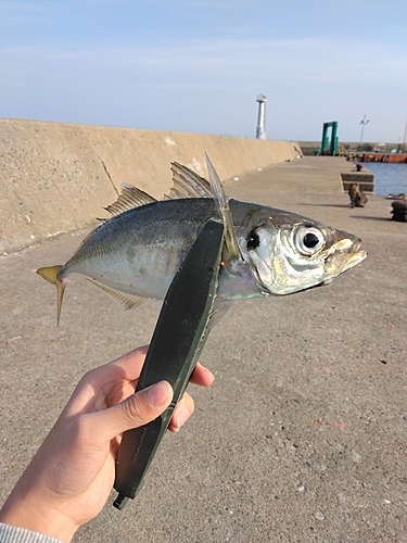 マアジの釣果