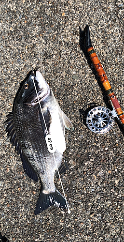 クロダイの釣果