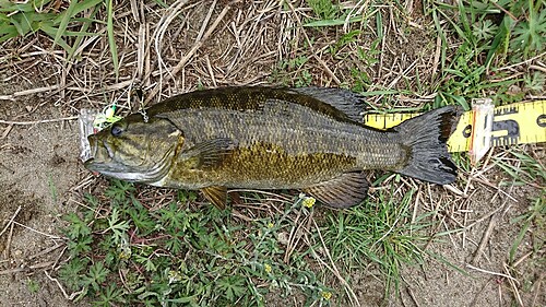 スモールマウスバスの釣果