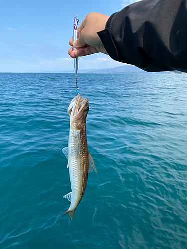 エソの釣果