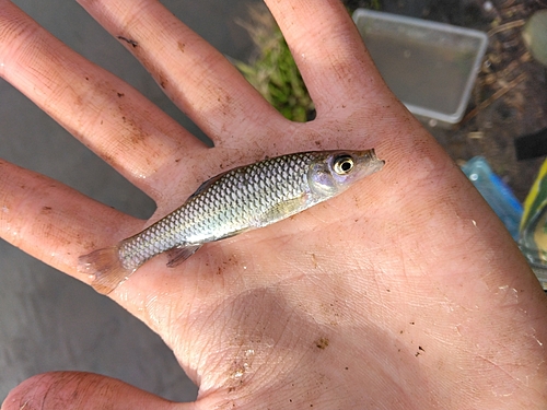 クチボソの釣果