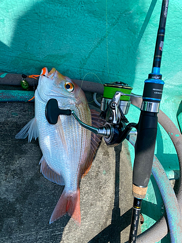 レンコダイの釣果