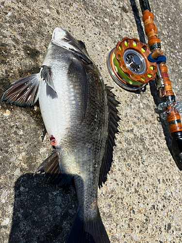 クロダイの釣果