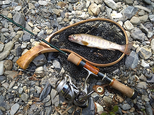 イワナの釣果