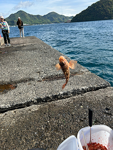 カサゴの釣果