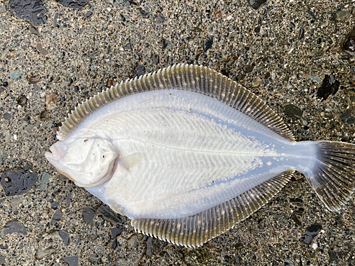 カレイの釣果