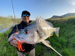 キチヌの釣果