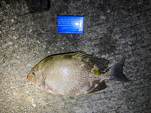 カーエーの釣果