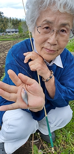 タイリクバラタナゴの釣果