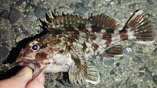 ガシラの釣果