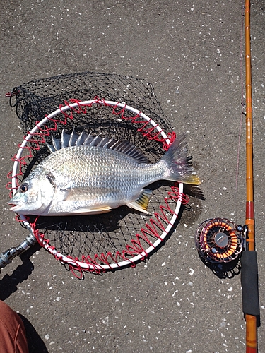 キビレの釣果