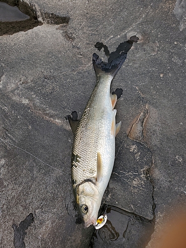 ウグイの釣果