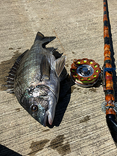 クロダイの釣果