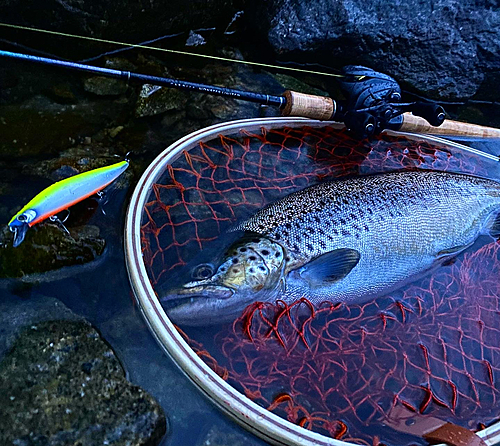 ブラウントラウトの釣果