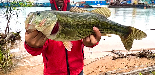 ブラックバスの釣果