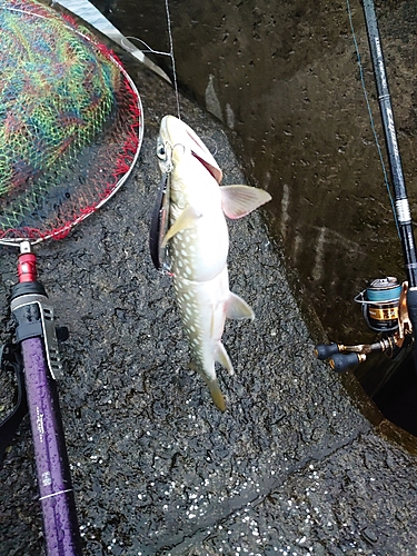 アメマスの釣果